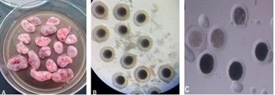 Canine IVM With SOF Medium, Insulin-Transferrin-Selenium, and Low O2 Tension Improves Oocyte Meiotic Competence and Decreases Reactive Oxygen Species Levels